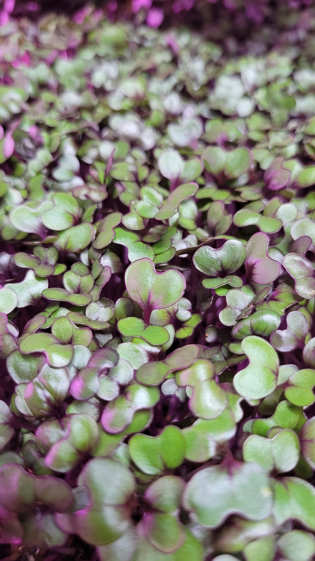 🌱 Sunnyside Microgreens
