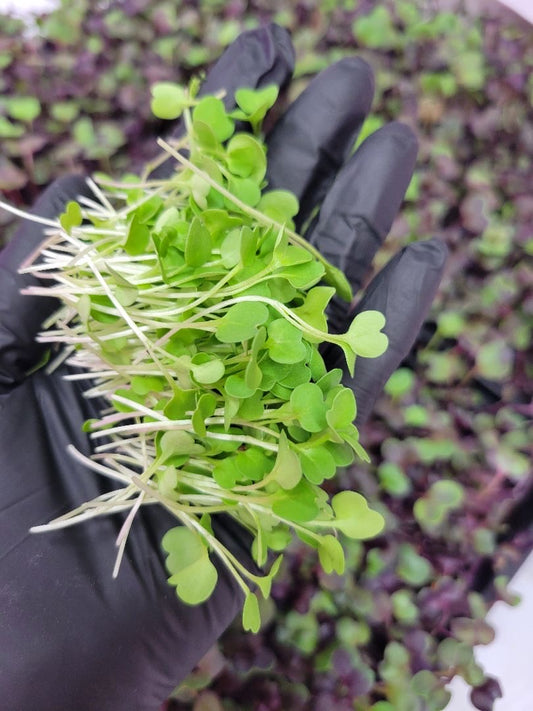 🌱 Sunnyside Microgreens